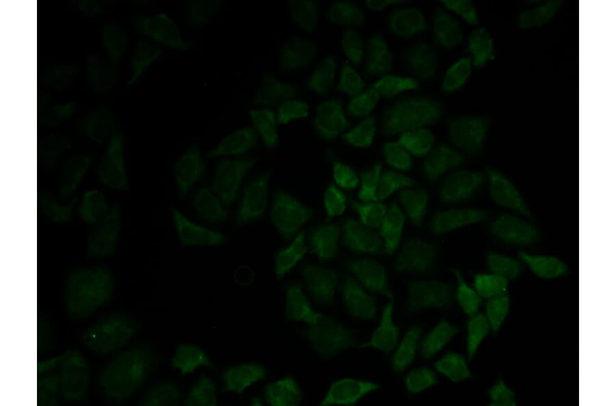 Anti-Moesin / MSN Antibody from Bioworld Technology (BS6925) - Antibodies.com