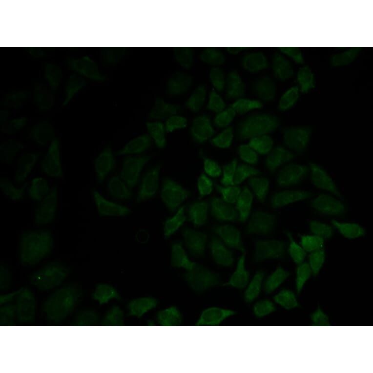 Anti-Moesin / MSN Antibody from Bioworld Technology (BS6925) - Antibodies.com
