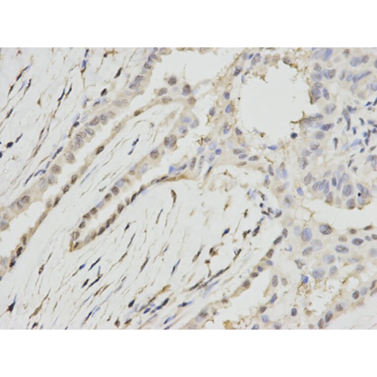 Anti-RPA2 Antibody from Bioworld Technology (BS6930) - Antibodies.com