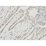 Anti-RPA2 Antibody from Bioworld Technology (BS6930) - Antibodies.com