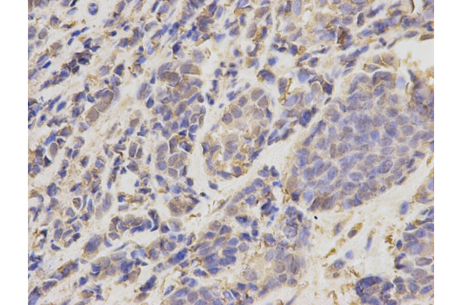 Anti-UBE2I Antibody from Bioworld Technology (BS6932) - Antibodies.com