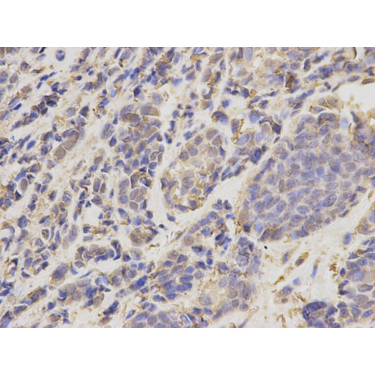 Anti-UBE2I Antibody from Bioworld Technology (BS6932) - Antibodies.com
