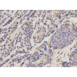 Anti-UBE2I Antibody from Bioworld Technology (BS6932) - Antibodies.com