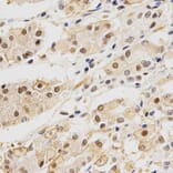 Anti-DLGAP5 Antibody from Bioworld Technology (BS6934) - Antibodies.com