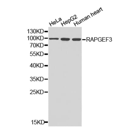 Anti-RAPGEF3 Antibody from Bioworld Technology (BS6936) - Antibodies.com
