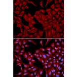 Anti-Dynactin 2 Antibody from Bioworld Technology (BS6937) - Antibodies.com