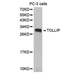 Anti-Tollip Antibody from Bioworld Technology (BS6938) - Antibodies.com