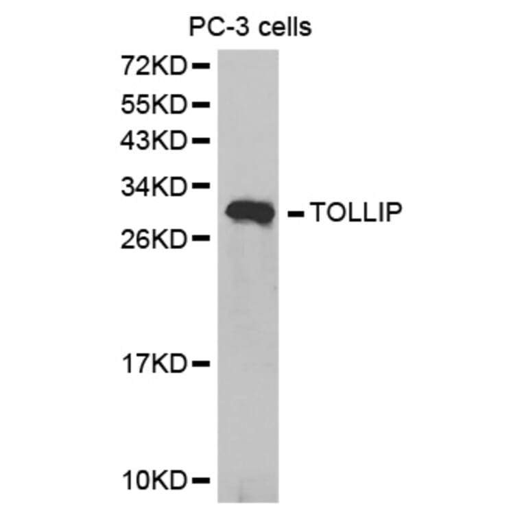 Anti-Tollip Antibody from Bioworld Technology (BS6938) - Antibodies.com