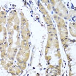 Anti-COL9A1 Antibody from Bioworld Technology (BS6945) - Antibodies.com