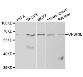 Anti-CPSF3L Antibody from Bioworld Technology (BS6946) - Antibodies.com
