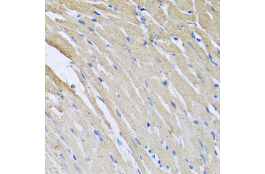 Anti-CRHBP Antibody from Bioworld Technology (BS6948) - Antibodies.com