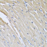 Anti-CRHBP Antibody from Bioworld Technology (BS6948) - Antibodies.com