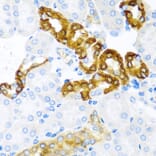 Anti-CST1 Antibody from Bioworld Technology (BS6955) - Antibodies.com