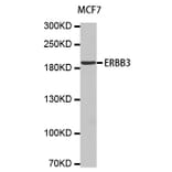 Anti-ErbB-3 Antibody from Bioworld Technology (BS6956) - Antibodies.com
