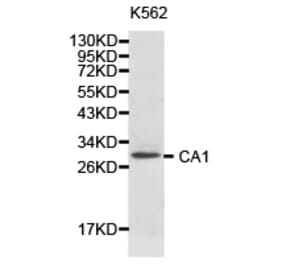 Anti-CA1 Antibody from Bioworld Technology (BS6959) - Antibodies.com