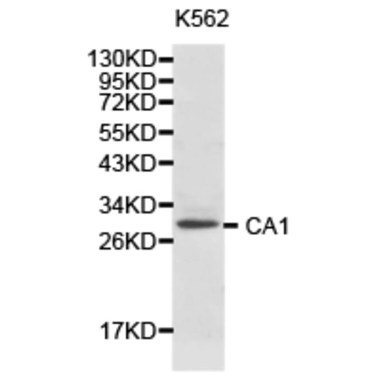 Anti-CA1 Antibody from Bioworld Technology (BS6959) - Antibodies.com