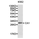 Anti-CA1 Antibody from Bioworld Technology (BS6959) - Antibodies.com