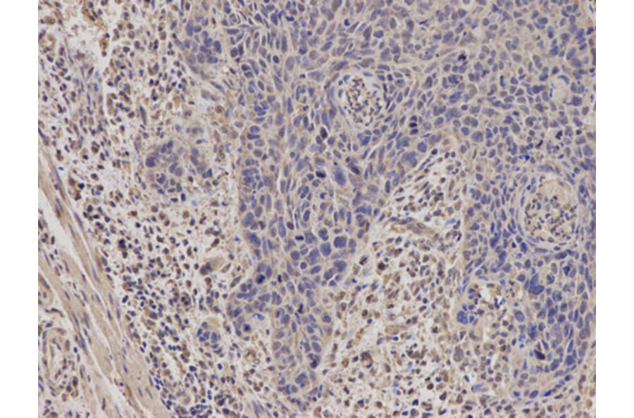 Anti-STAR Antibody from Bioworld Technology (BS6960) - Antibodies.com