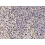 Anti-STAR Antibody from Bioworld Technology (BS6960) - Antibodies.com