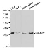 Anti-HLA-DPB1 Antibody from Bioworld Technology (BS6964) - Antibodies.com