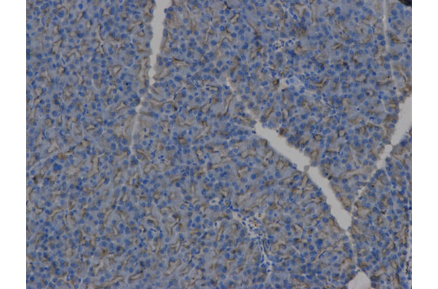 Anti-HLA-DPB1 Antibody from Bioworld Technology (BS6964) - Antibodies.com