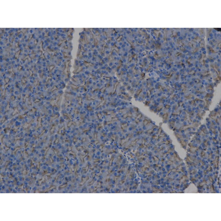 Anti-HLA-DPB1 Antibody from Bioworld Technology (BS6964) - Antibodies.com