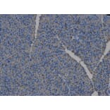 Anti-HLA-DPB1 Antibody from Bioworld Technology (BS6964) - Antibodies.com