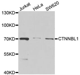 Anti-CTNNBL1 Antibody from Bioworld Technology (BS6972) - Antibodies.com
