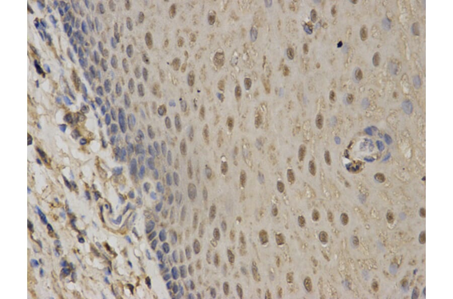 Anti-C1QBP Antibody from Bioworld Technology (BS6975) - Antibodies.com