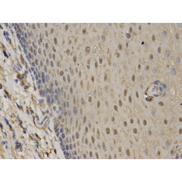 Anti-C1QBP Antibody from Bioworld Technology (BS6975) - Antibodies.com