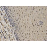 Anti-C1QBP Antibody from Bioworld Technology (BS6975) - Antibodies.com