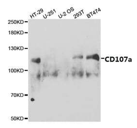 Anti-CD107a Antibody from Bioworld Technology (BS6978) - Antibodies.com