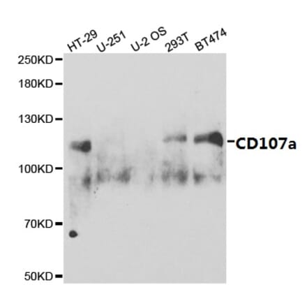 Anti-CD107a Antibody from Bioworld Technology (BS6978) - Antibodies.com