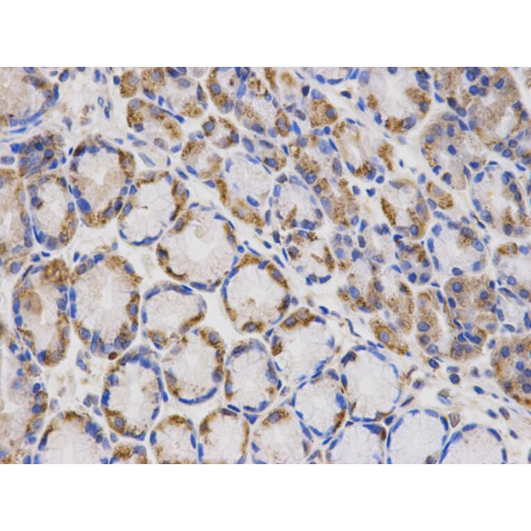 Anti-CD107a Antibody from Bioworld Technology (BS6978) - Antibodies.com