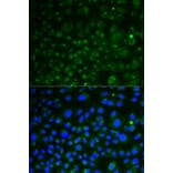 Anti-CD107a Antibody from Bioworld Technology (BS6978) - Antibodies.com