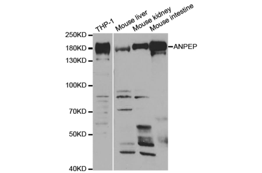 Anti-CD13 Antibody from Bioworld Technology (BS6979) - Antibodies.com