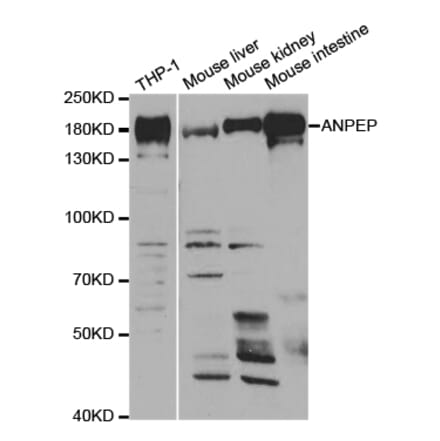 Anti-CD13 Antibody from Bioworld Technology (BS6979) - Antibodies.com