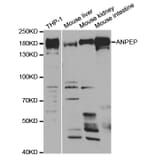 Anti-CD13 Antibody from Bioworld Technology (BS6979) - Antibodies.com