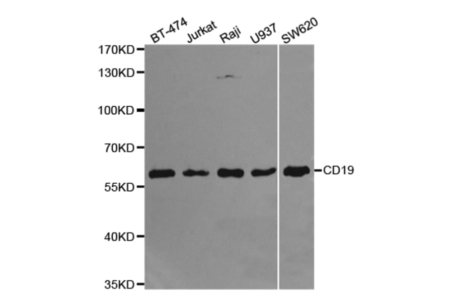 Anti-CD19 Antibody from Bioworld Technology (BS6980) - Antibodies.com