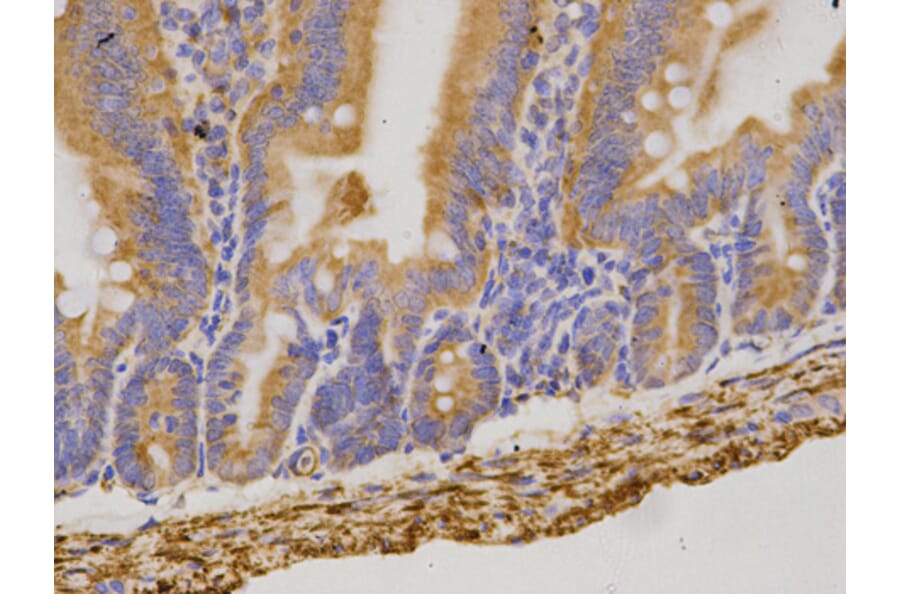 Anti-CD19 Antibody from Bioworld Technology (BS6980) - Antibodies.com