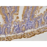 Anti-CD19 Antibody from Bioworld Technology (BS6980) - Antibodies.com