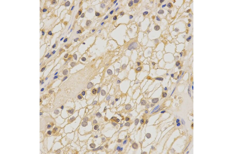 Anti-Claudin-11 Antibody from Bioworld Technology (BS6986) - Antibodies.com