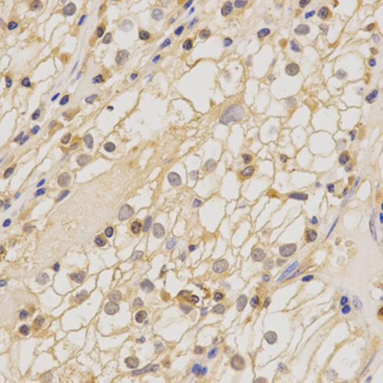 Anti-Claudin-11 Antibody from Bioworld Technology (BS6986) - Antibodies.com