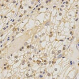Anti-Claudin-11 Antibody from Bioworld Technology (BS6986) - Antibodies.com