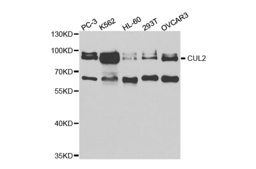 Anti-CUL 2 Antibody from Bioworld Technology (BS6991) - Antibodies.com