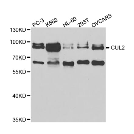 Anti-CUL 2 Antibody from Bioworld Technology (BS6991) - Antibodies.com
