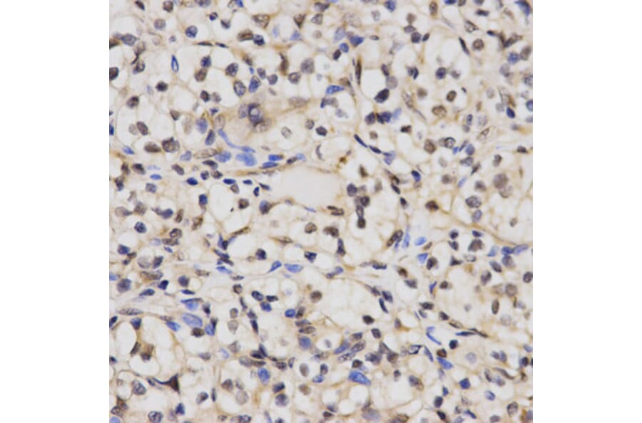 Anti-CUL 2 Antibody from Bioworld Technology (BS6991) - Antibodies.com