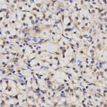 Anti-CUL 2 Antibody from Bioworld Technology (BS6991) - Antibodies.com