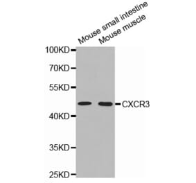 Anti-CXCR-3 Antibody from Bioworld Technology (BS6993) - Antibodies.com
