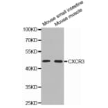 Anti-CXCR-3 Antibody from Bioworld Technology (BS6993) - Antibodies.com